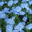 Myosotis alpestris 'Bluesylva' fleur